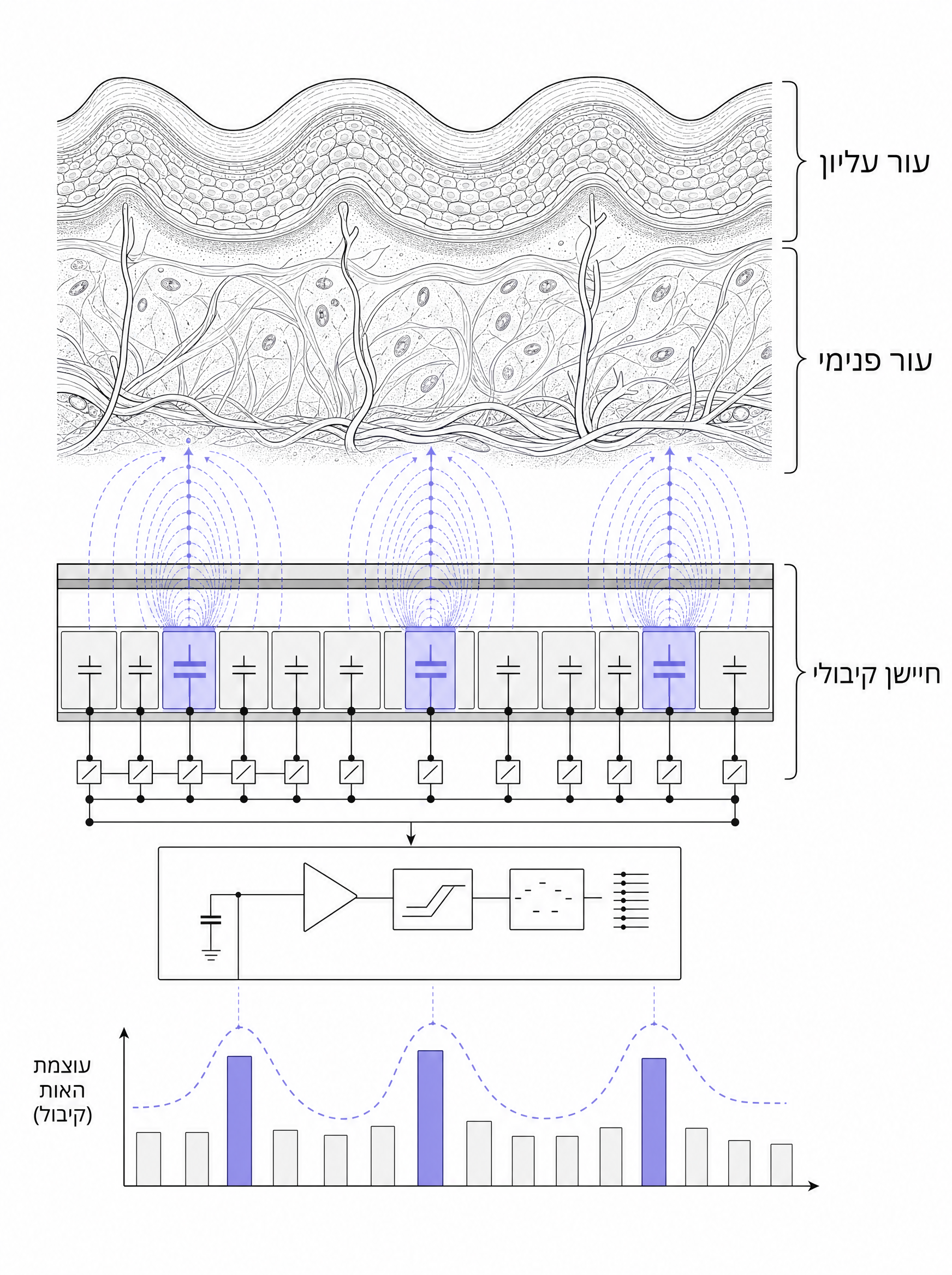 Schematic illustration of capacitive fingerprint sensor reading sub-dermal layer — cross-section showing skin layers + sensor pixels detecting ridge pattern. Periwinkle accent on active sensing cells.